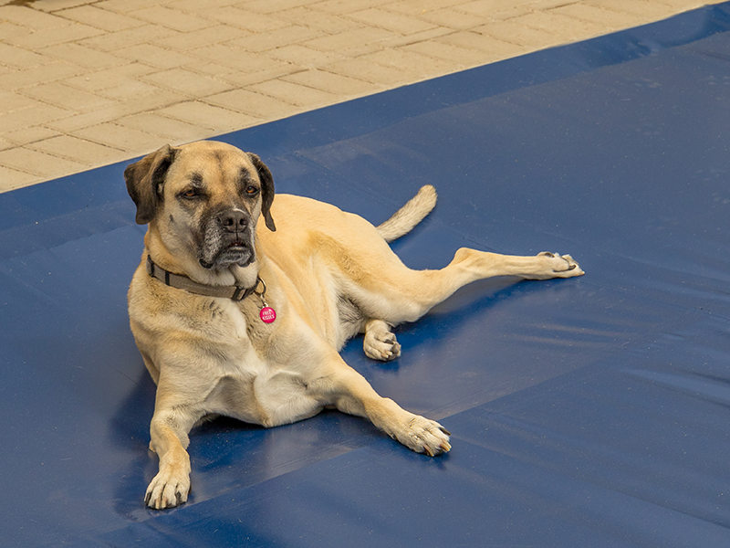 Large dog is laying down relaxing on a navy blue automatic pool cover that is full covering the pool.